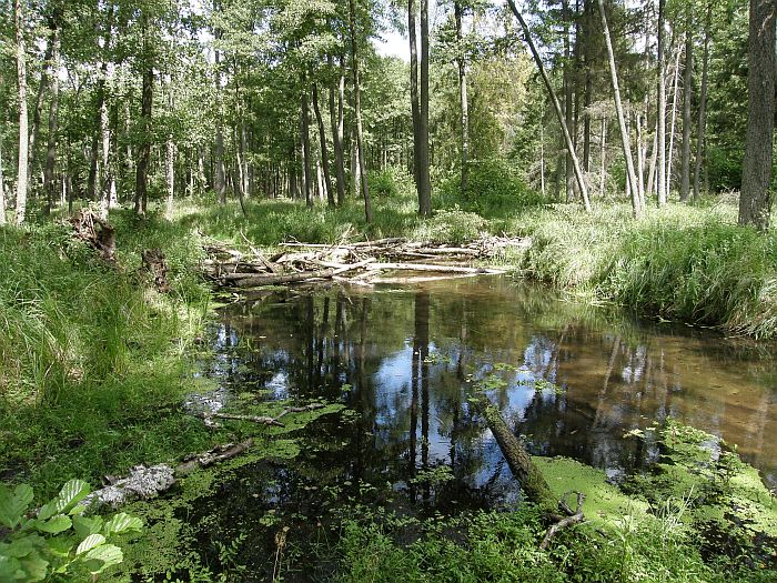 Koniuszanka II nature reserve